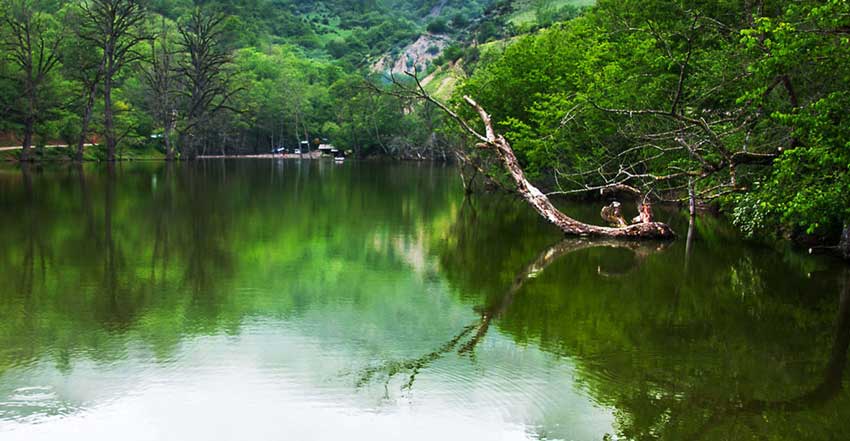 تور جنگل الیمالات