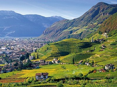 Vineyards Around Bolzano in Italy