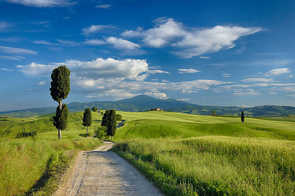 Country road, Tuscany, Italy (near Pienza)