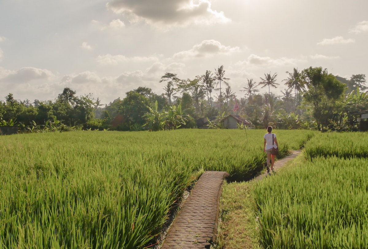 Man Walking Through Rice Paddy in Bali