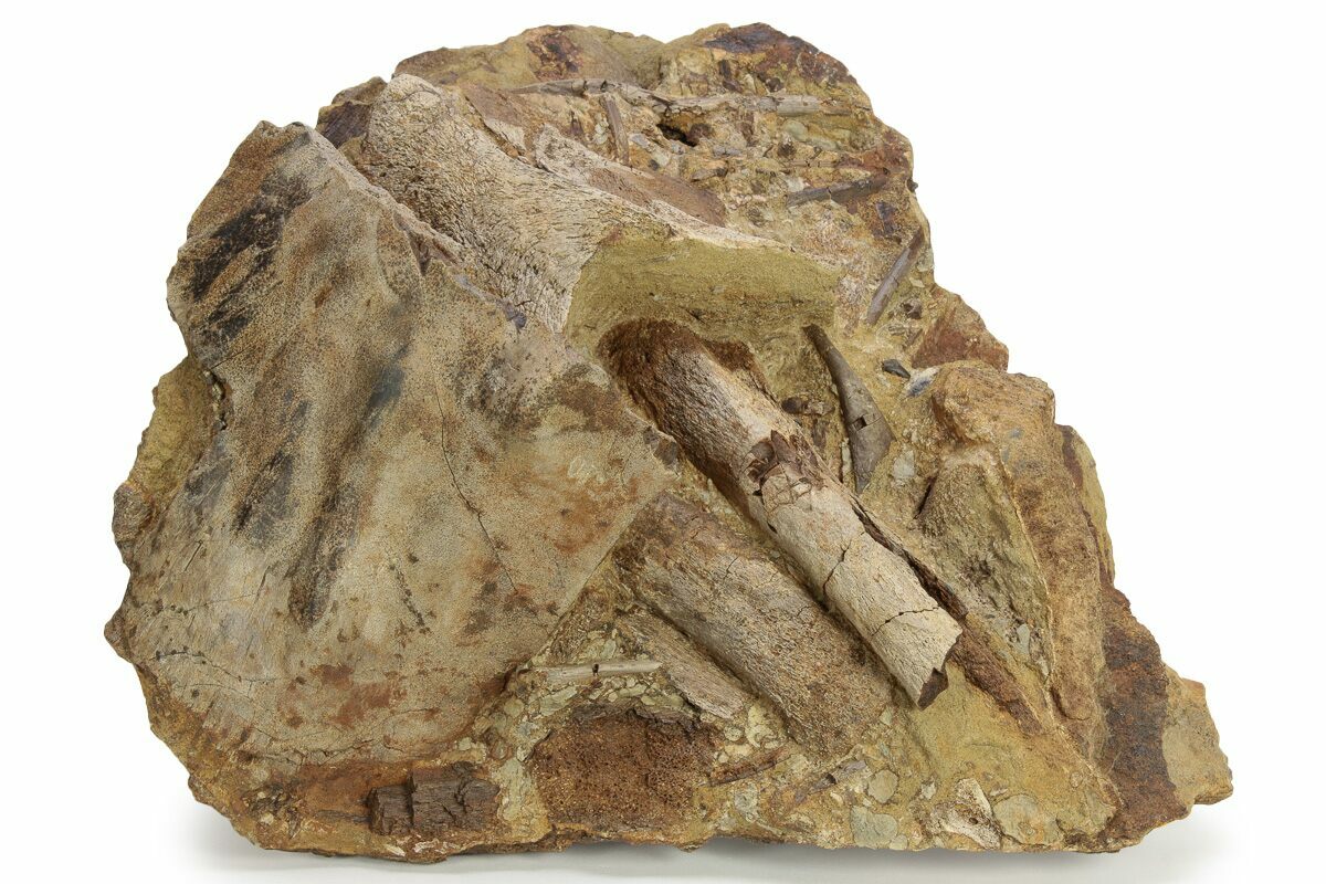 Dinosaur Bone in Sandstone
