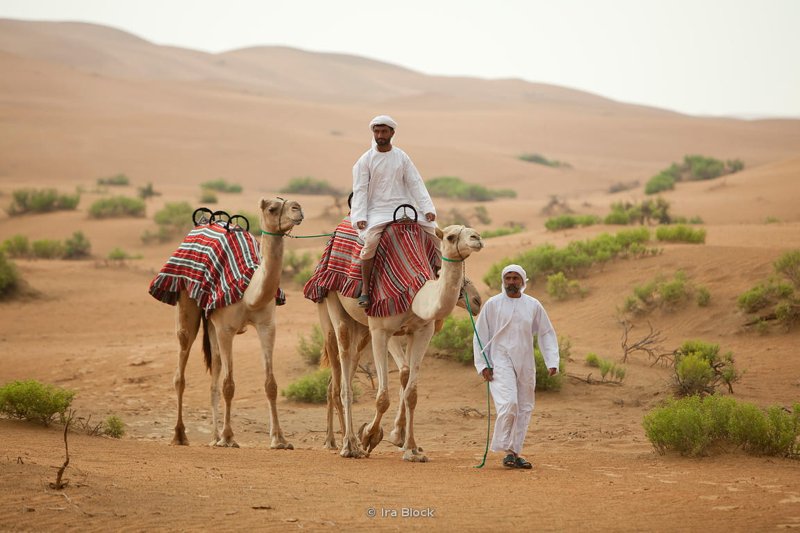 Camels in Desert Near Empty Quarter