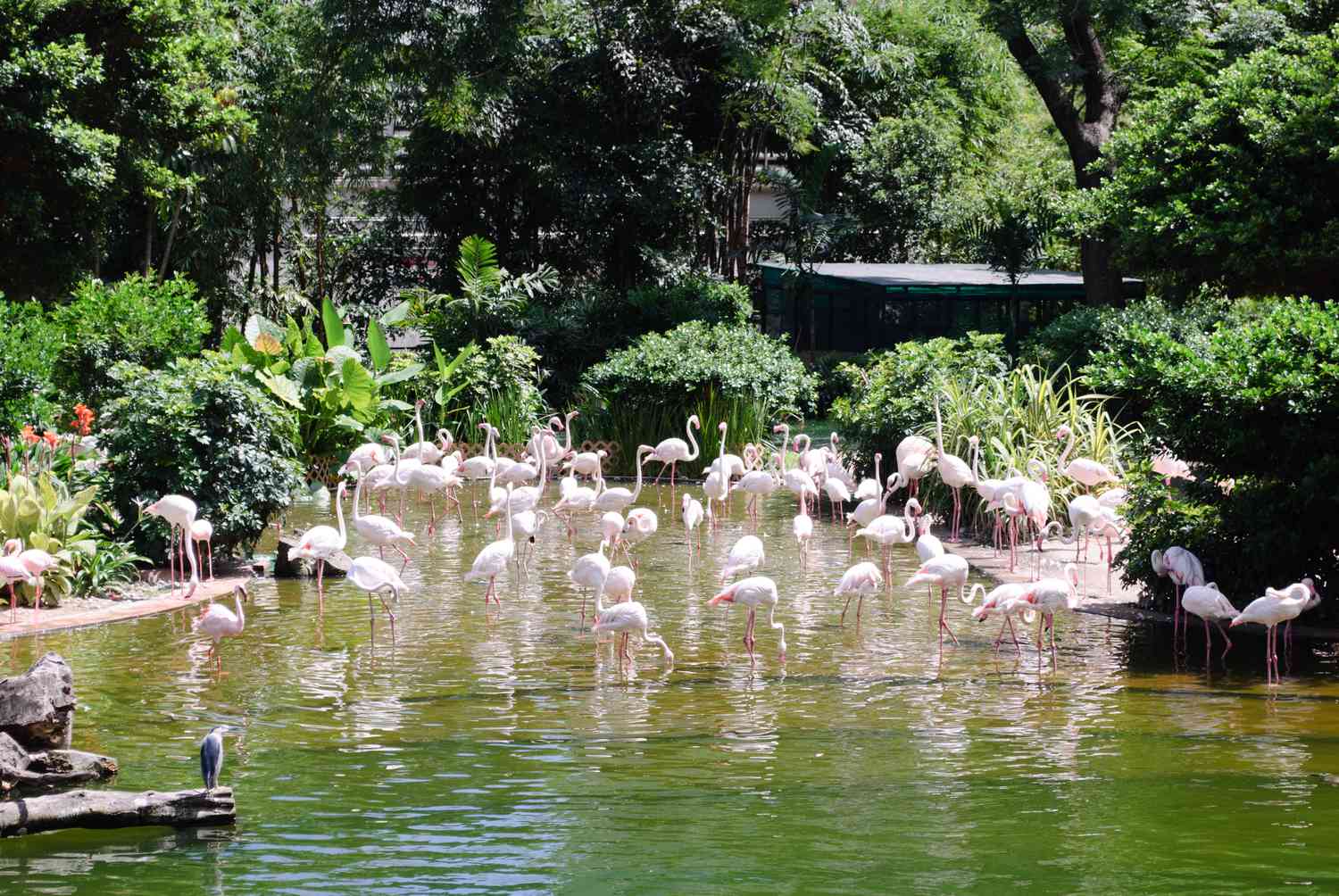 Flamingos at the Kowloon Park