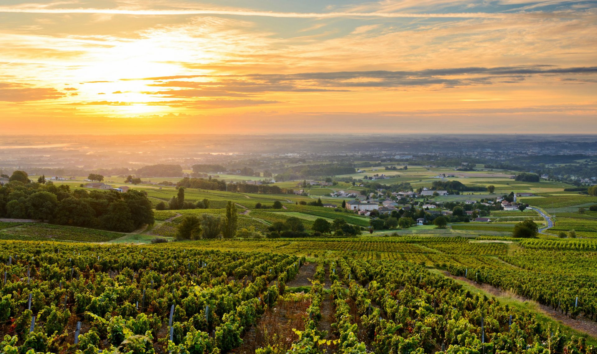 Vineyards in Beaujolais Region