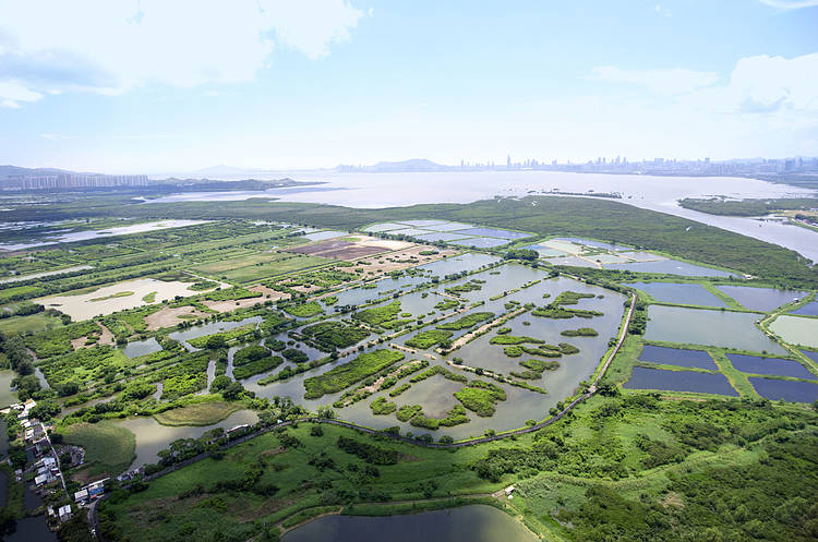 Skyscrapers and Fish Ponds in Mai Po Nature R