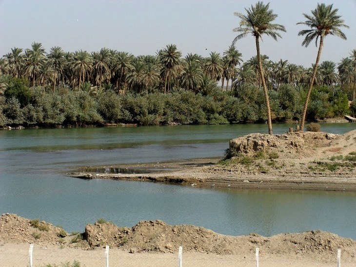 Palm Trees Along the Euphrates River